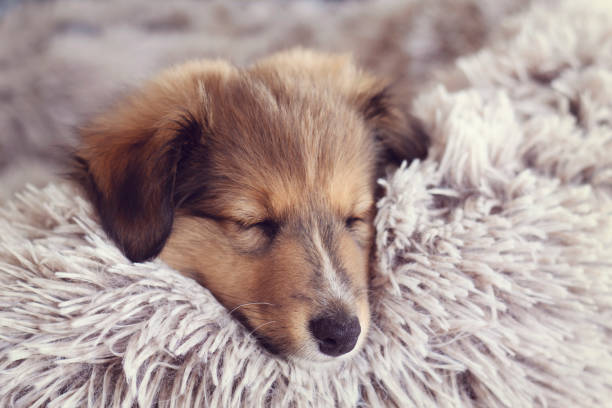 Cute Furry Little Puppy Sleeping on a Cuddle Fluffy Bed 8 week old Sable Shetland Sheepdog. Warm and Snuggly Cozy Winter Concept. Cute Furry Little Puppy Sleeping on a Cuddle Fluffy Bed 8 week old Sable Shetland Sheepdog. Warm and Snuggly Cozy Winter Concept. shetland sheepdog stock pictures, royalty-free photos & images