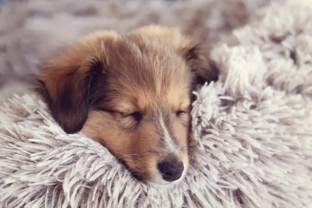 Cute Furry Little Puppy Sleeping on a Cuddle Fluffy Bed 8 week old Sable Shetland Sheepdog. Warm and Snuggly Cozy Winter Concept.