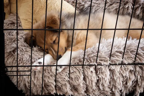 Photo of Crate Training Puppy. Sheltie sleeping on fluffy and warm bed. Winter Concept