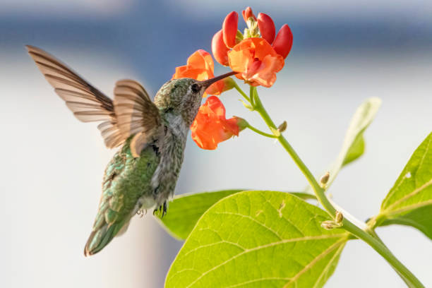 anna's hummingbird (calypte anna), bc, canada - bird hummingbird flying annas hummingbird imagens e fotografias de stock