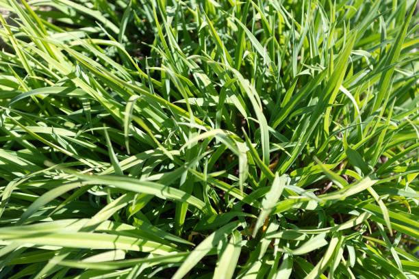 istock Green leafy grass on natural grassy background, flora 1332447949