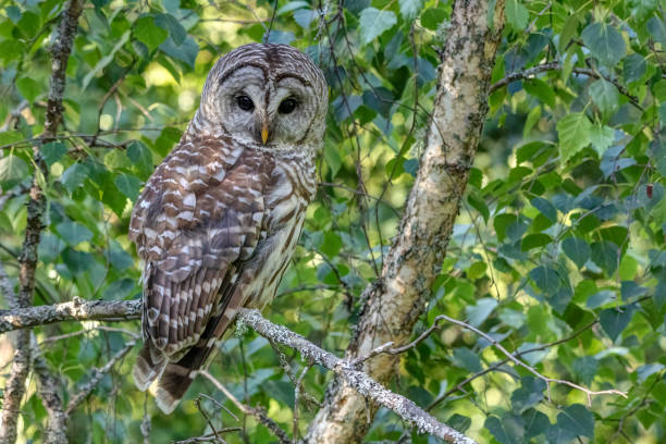 istock Barred Owl on the tree branch, Surrey, BC, Canada 1332448004