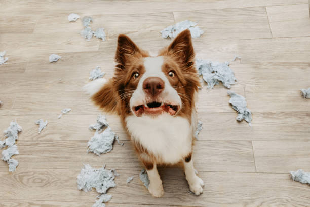 istock Border collie dog destroying a pillow on living romm with guilty expression. separation anxiety disorder concept 1332449122