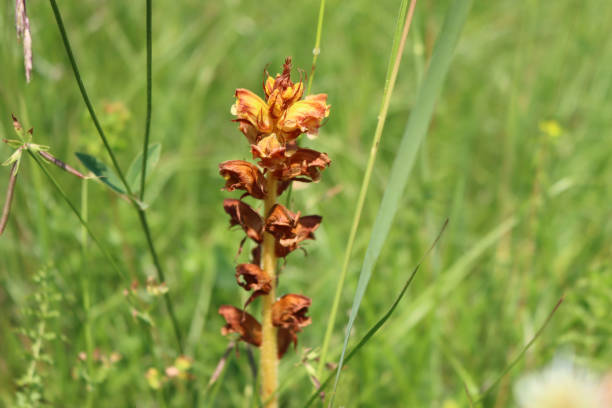 Yellow and orange Broomrape, branched broomrape flower in the meadow in springtime. Orobanche family