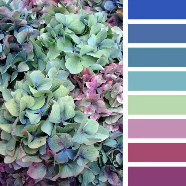 Photo of Hydrangea palette