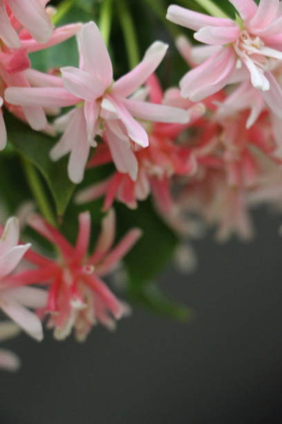 istock Pink FlowersClimbers 1332451489