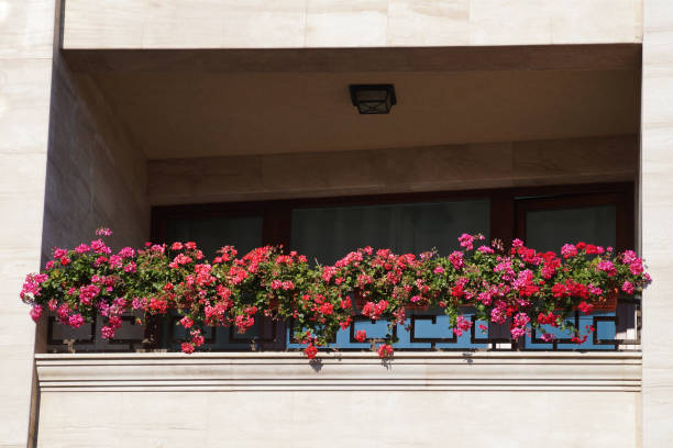 pink pelargonium flowers on the terrace railing in sunlight.