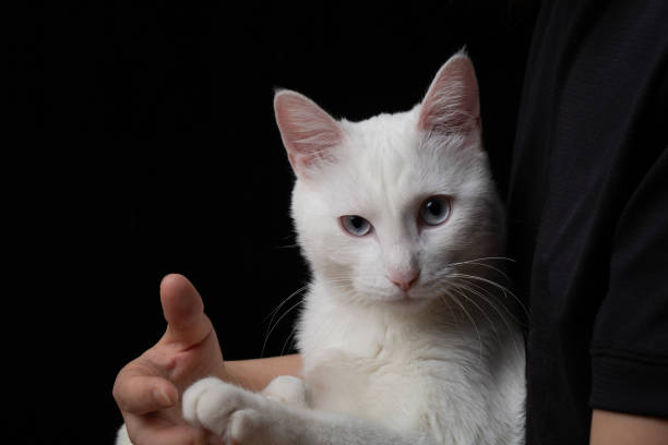istock White cat with blue eyes on black background 1332455071