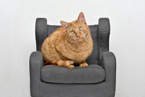 istock Cute red cat sitting on armchair and looking curious at camera. 1332456625