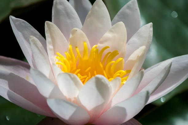 istock Water Lilies close up 1332457931