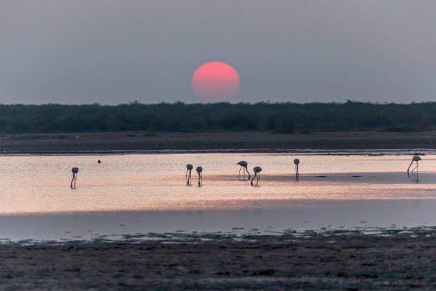 Sunset against Flamingos.
