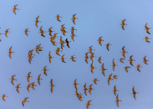 istock Flock of birds 1332458250