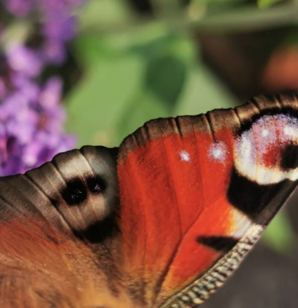 istock Wing of a butterfly 1332459357