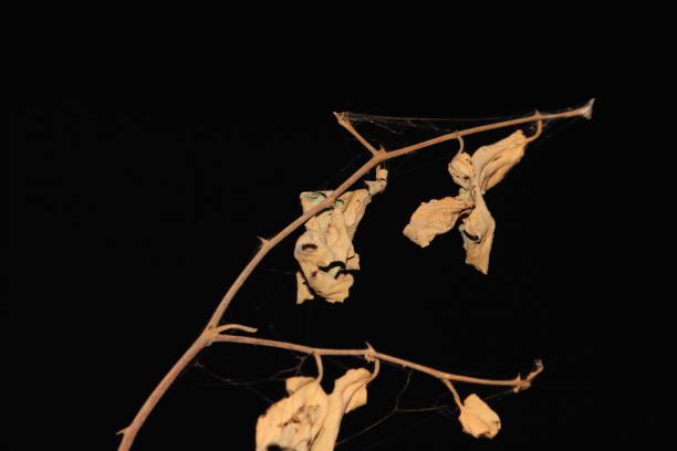 close up photo of dry tree leaves and twigs - indiana autumn woods forest imagens e fotografias de stock