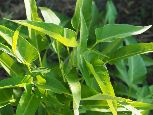 istock Ipomoea aquatica (kongxincai) leafy vegetable growing in summer vegetable garden 1332459470
