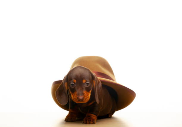 istock image of dog hat white background 1332459752