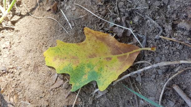 istock colorful leaves on the ground 1332461697
