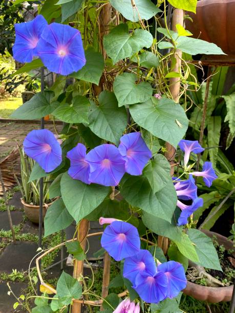 istock Beautiful Summer Flowers 1332461784
