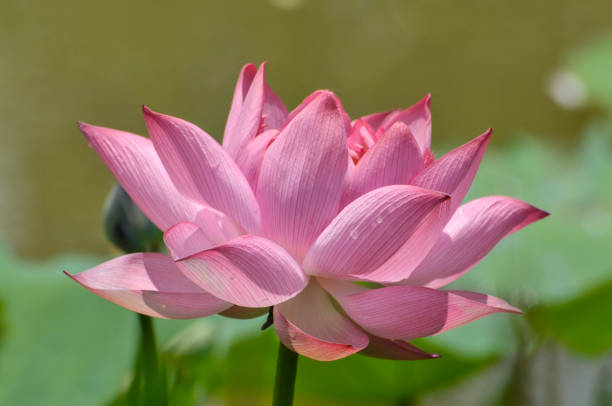 istock Blossom lotus flower 1332462130