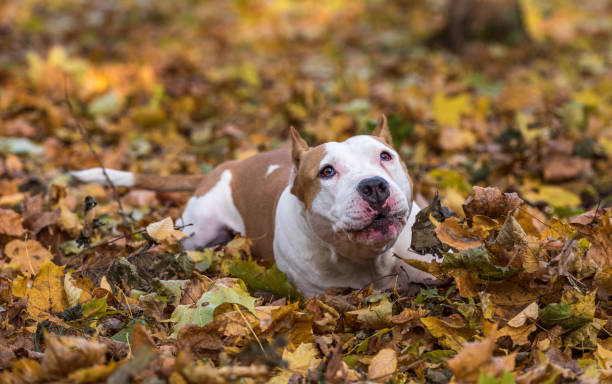 istock American Bulldog is Lying on the Ground. 1332462441