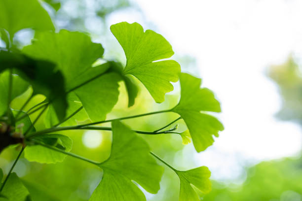 ginkgo biloba feuille verte gros plan. concept de phytothérapie. fond naturel - ginkgo ginkgo tree leaf nutritional supplement photos et images de collection