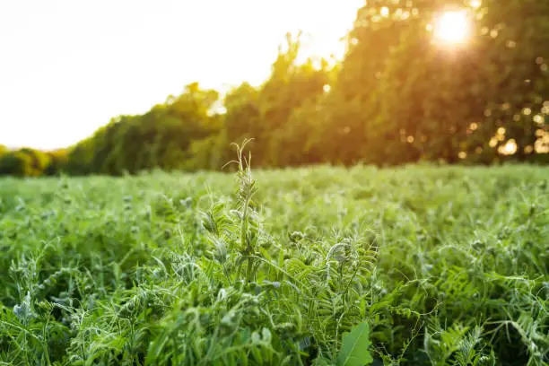 Young sprouts of Vicia villosa in a field at sunset. An important grain crop is grown on the farm's field.