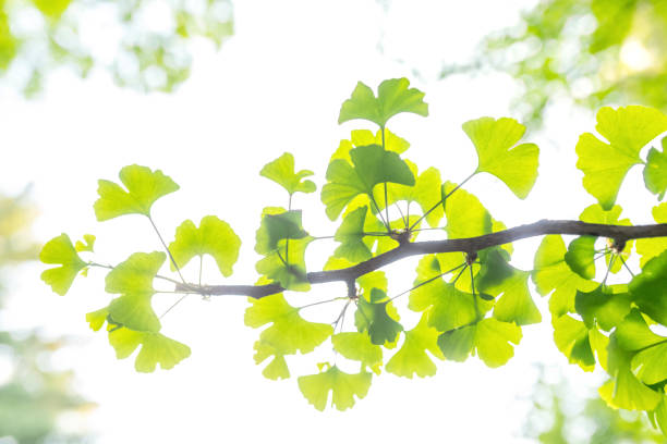 ginkgo biloba feuille d’arbre vert par une journée ensoleillée. concept de phytothérapie. fond naturel. mise au point douce. - ginkgo ginkgo tree leaf nutritional supplement photos et images de collection
