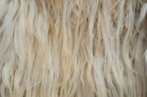 istock Sheepskin with light long fur closeup 1332463884
