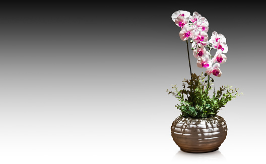 Artificial White Phalaenopsis orchid flower isolated on background