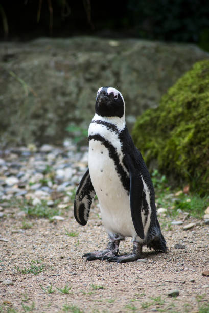 istock wild pinguin from south africa standing on the beach 1332464018