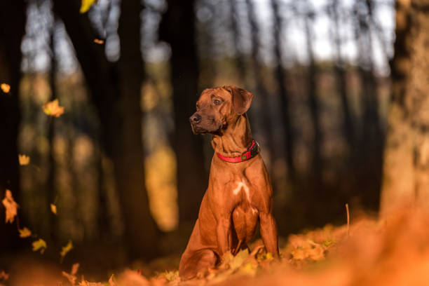 istock Rhodesian Ridgeback Dog is Sitting on the Ground. Falling Autumn Leaves 1332464052