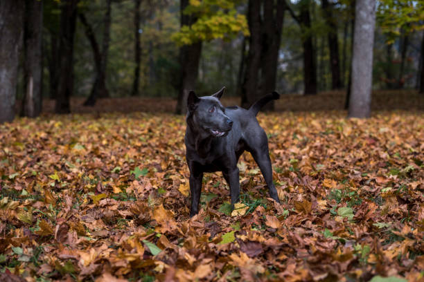 istock Thai Ridgeback Dog and Autumn Leaves Background 1332464812