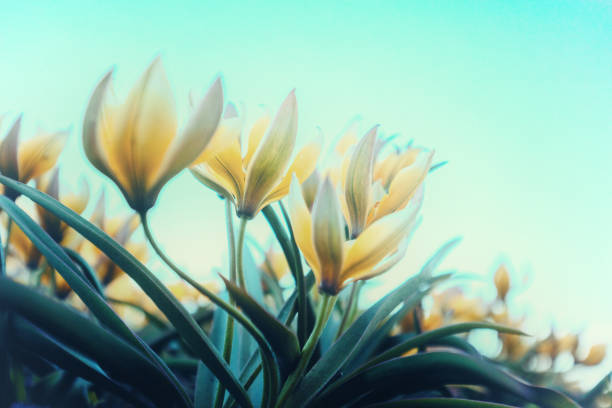 istock Blooming Tulips Tarda (Tulipa tarda) in purple light in spring. Bottom view. Nature background 1332464893
