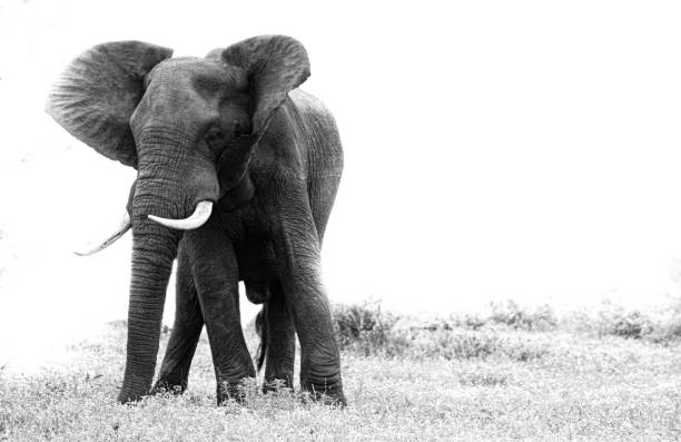 istock Elephant in the Kruger national park 1332467199