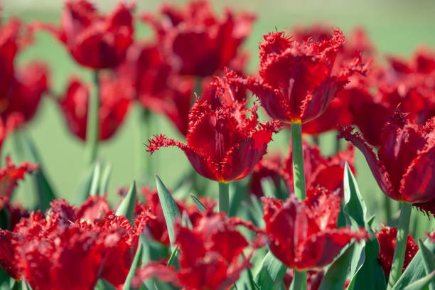 istock Red Terry Tulips blooming in the garden. Selective focus 1332467479