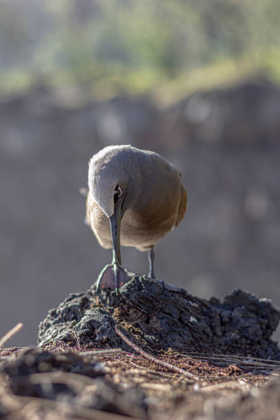 Brown Noddy, Reunion Island