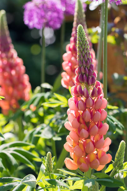 istock Garden lupin flower in close up 1332467713