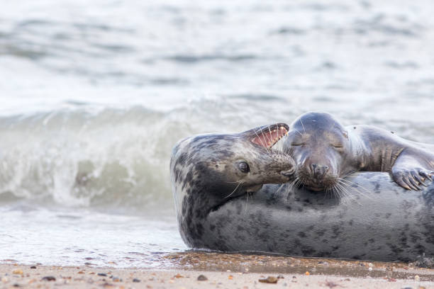 istock Best friends. Two seals together on the beach. Animal affection. 1332467732