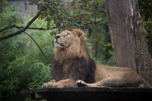 istock wild lion in a zoologic park 1332468621