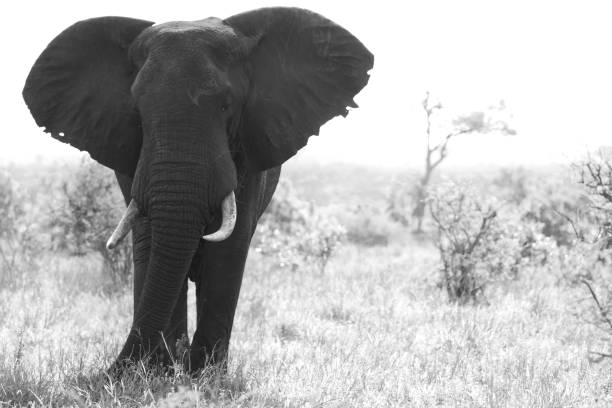 istock Elephants with babies in kruger national park 1332469218