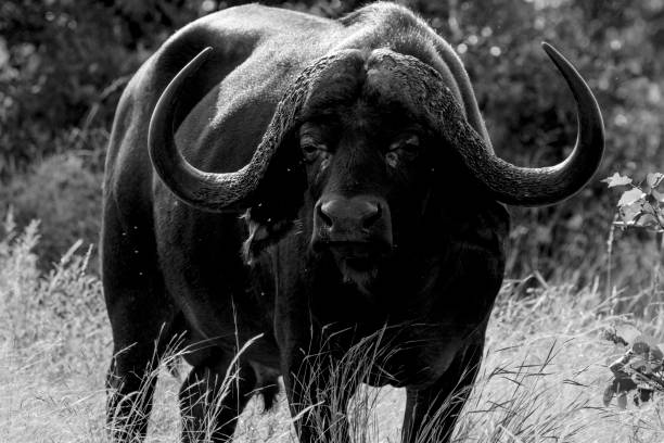 istock Big buffalo in the Kruger national park 1332469849