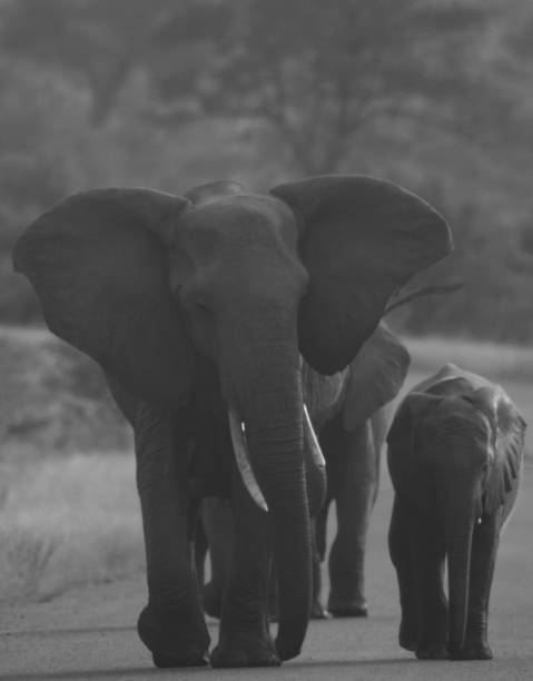 istock Elephants with babies in kruger national park 1332469911