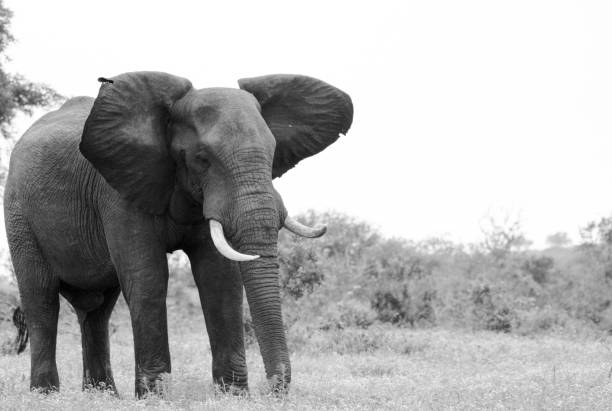 istock Elephants with babies in kruger national park 1332470008