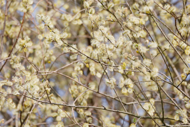 Flower spikes (male flowers) of pussy willow sparkle in the spring sunlight.