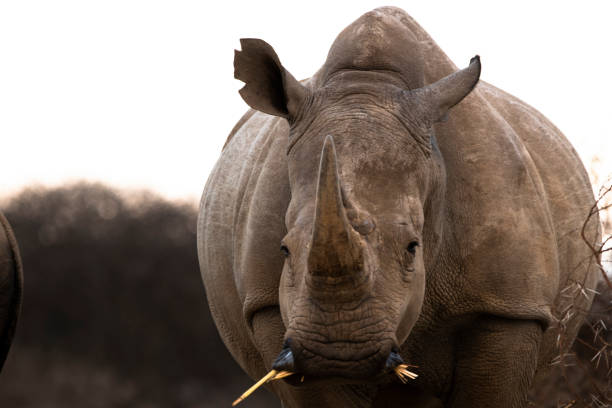 istock Rhino in the Kruger national park 1332470124