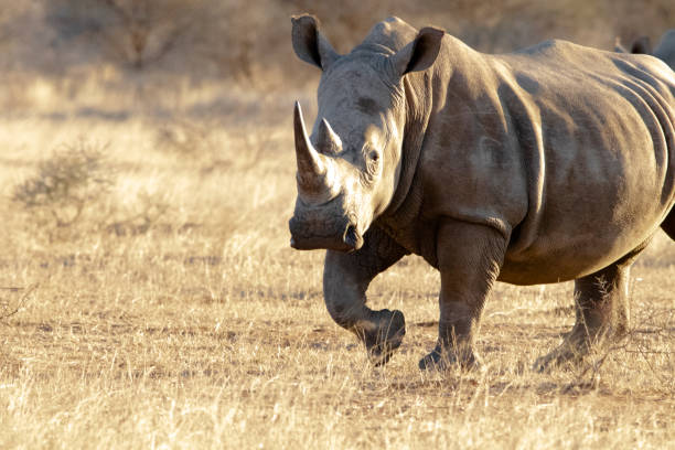 istock Rhino in the Kruger national park 1332470295