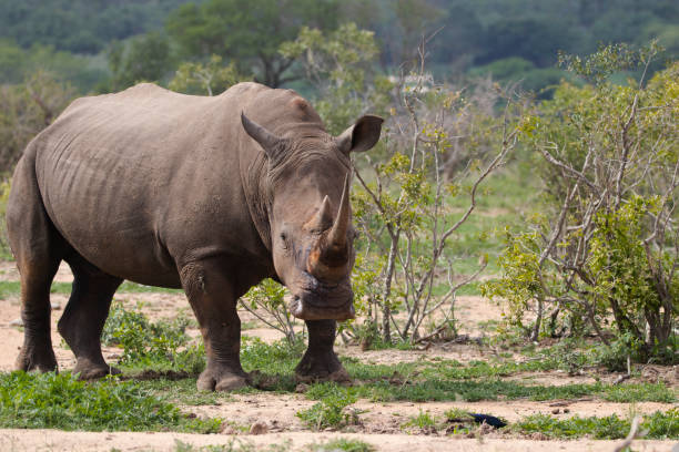 istock Rhino in the Kruger national park 1332470327