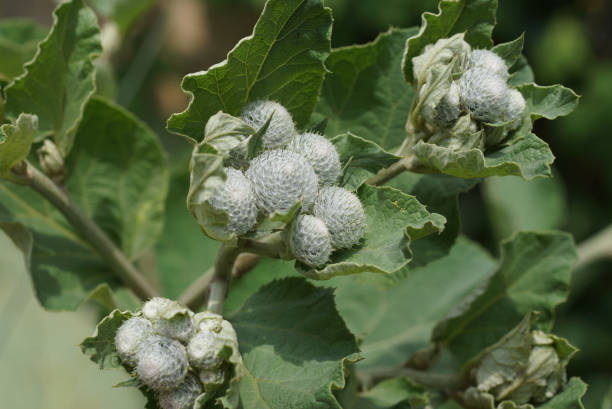 istock burdock green plant wallpaper healing 1332470392