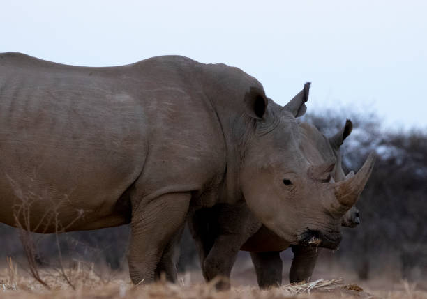istock Rhino in the Kruger national park 1332470526