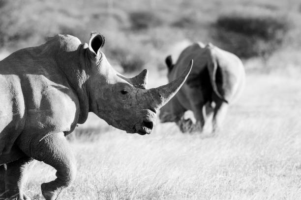 istock Rhino in the Kruger national park 1332470572